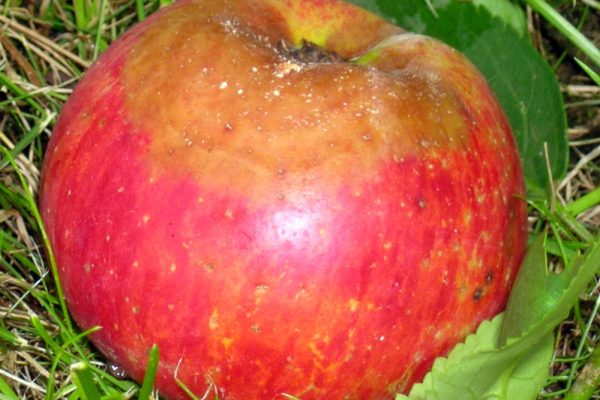 Moniliová hniloba jablek