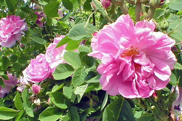 Damascena bifera (botanická růže)