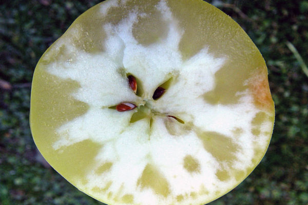 Sklovitost na řezu jablka