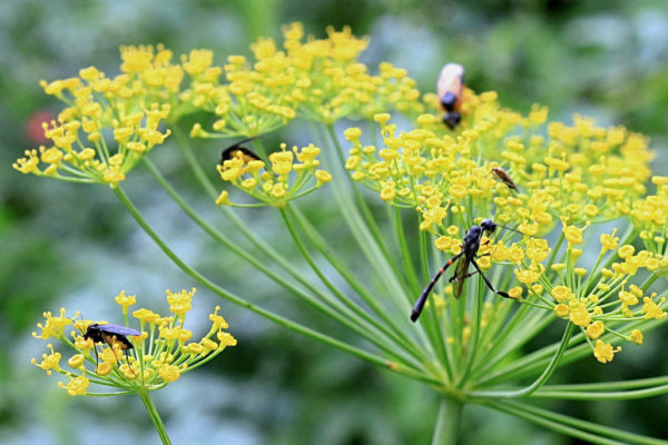 Hmyz na kvetoucím kopru