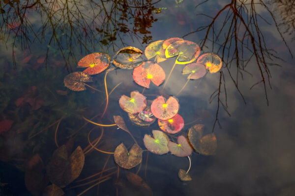 Podzimní barvy vodních rostlin mohou také okouzlit