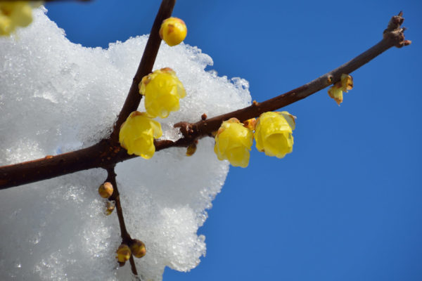 Zimokeř časný v zimním květu