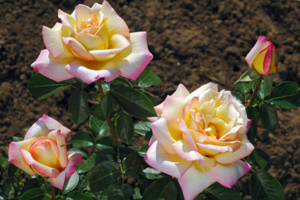 Odrůda čajohybridové růže Gloria Dei