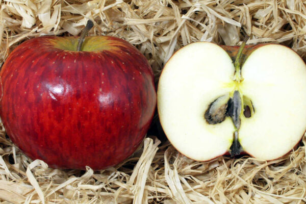 Jablko odrůdy Rubinola