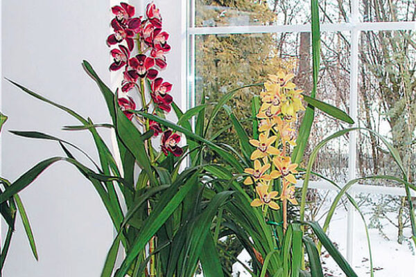 Cymbidium, rod orchidejí