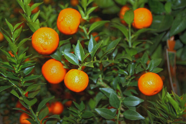 Citrus Chinotto zvaný také jako pomerančovník