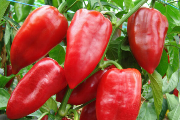 Skleníková odrůda papriky Sandra