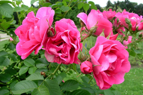 Květy odrůdy pnoucí růže Rudolfína
