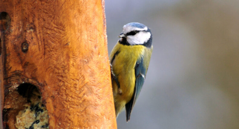 Ptáci mají v zahradě co hledat: modřinka na dřevě s dutinkami a krmením