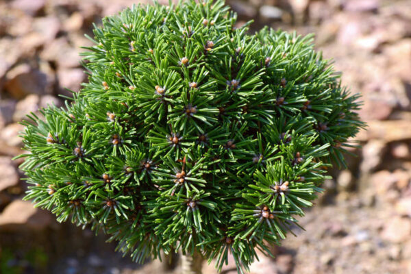 Borovice blatka (Pinus rotundata) Filigrán