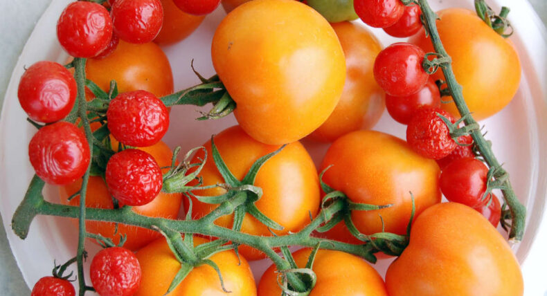 Kdy sklidiut a nechat rajčata odrůd Zlatava a Curanto F1 dozrát doma?