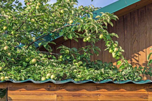 Jabloň na střeše domu