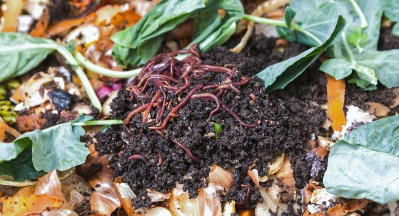 Žížaly v malém kompostéru