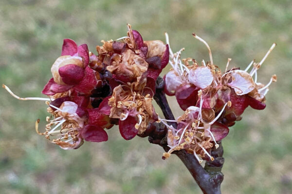 Když se nepodaří včas chránit stromy před houbovou chorobou: květy meruňky poškozené moniliniovou spálou