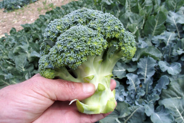 Odrůdy brokolice: Apolena F1