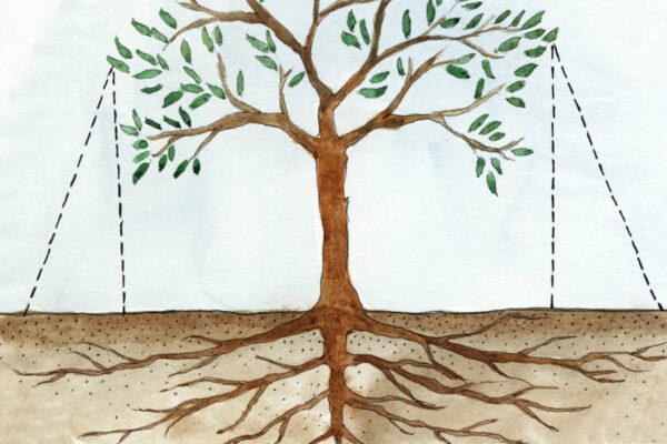 Kořeny ovocného stromu jsou širší než průměr koruny
