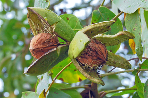 Chuť jádra ořechu odpovídá odrůdě Mars: sladká lahodná