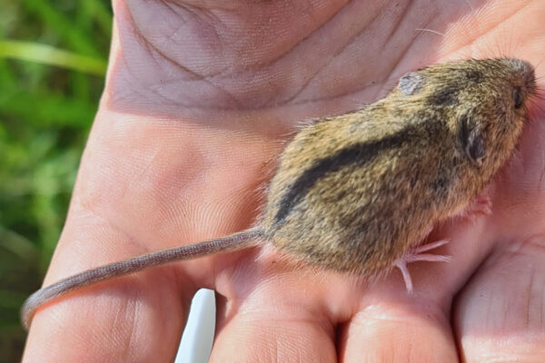 Myšivka: Nejsou myšky jako mysky