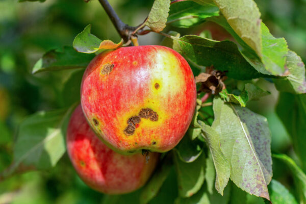 Spory strupovitosti infikovaly jablko