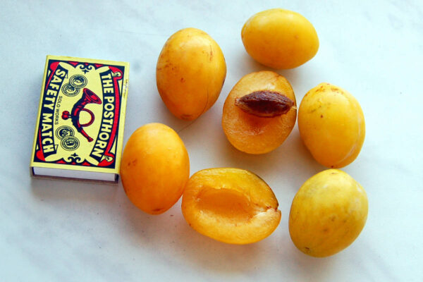 Žluté plody odrůdy Moravský špendlík