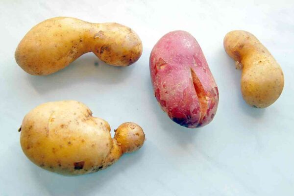 Rané brambory reagují na nepravidelnou závlahu