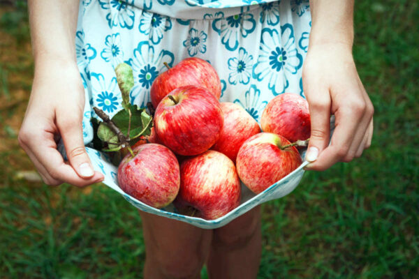 Sklízíme zralé odrůdy jablek
