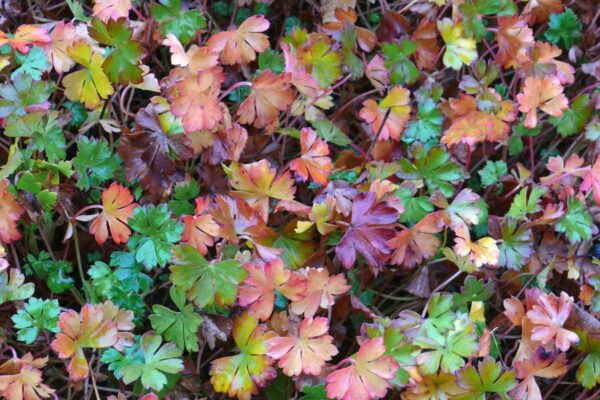 Prosincové zbarvení listů kakostu dalmátského