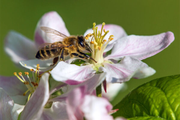 V květnu kvetou jabloně, včelstvo mohutní