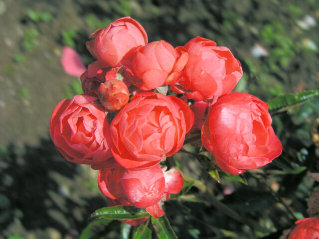 Margo Koster se řadí mezi polyantky