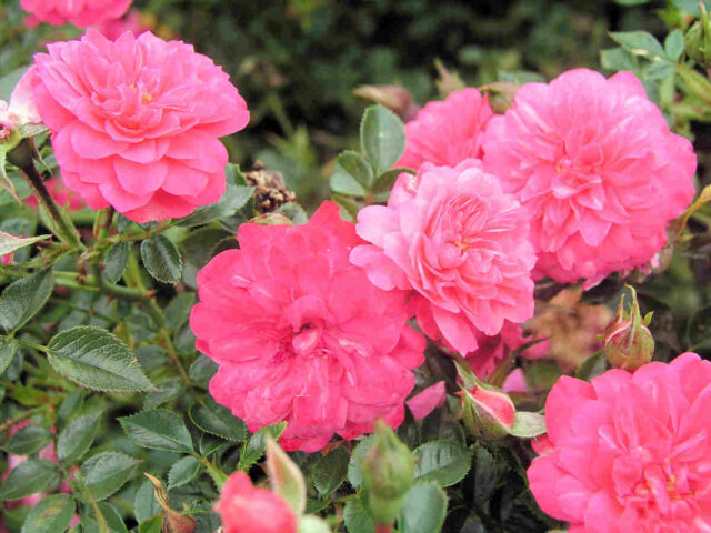 Růže Knirps je vhodná k řízkování