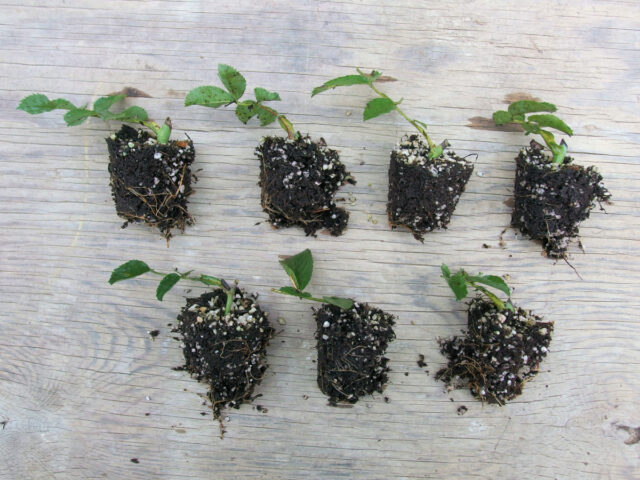 Pro optimální kořenění je důležitá vysoká vzdušná vlhkost 