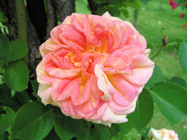 popínavá růže Alchymist