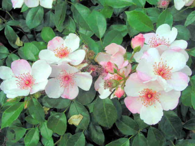 Růže Astronimia se dobře řízkuje