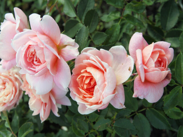 Sadová růže Colette