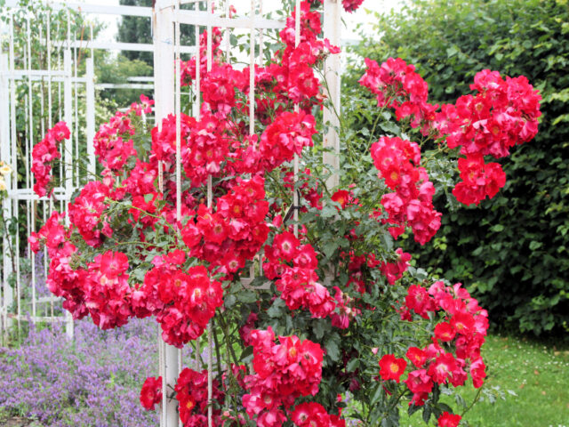 Opakovaně kvetoucí pnoucí růže Dortmund