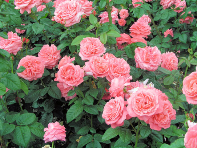 Bujně rostoucí růže Koré