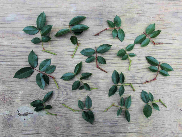 Řízky zakoření za zhruba 4 až 6 týdnů