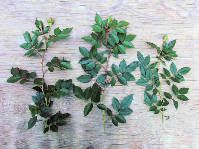 Červen nebo začátek letních prázdnin je nejvhodnějším obdobím k odběru polovyzrálých řízků růží