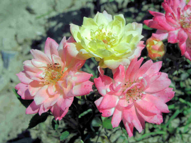 Květy mini růže Baby Masquerade vydrží dlouho kvést