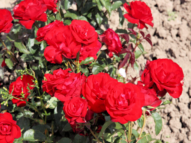 Růže ze skupiny floribund - Pussta