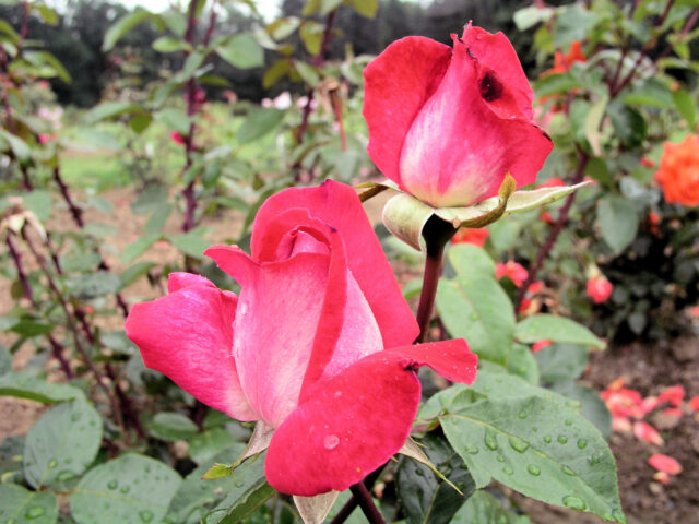 Čajohybrid Rose Gaujard kvete od třešňově červené přes fialovou do bílostříbrné 