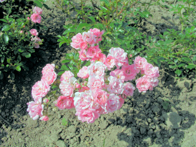 The Fairy je roky ověřená a spolehlivá odrůda