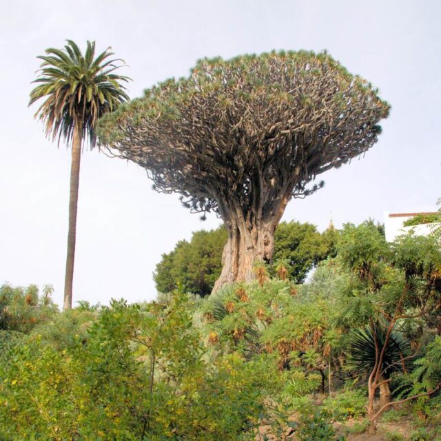 Na Tenerife rostou monumentální dřeviny
