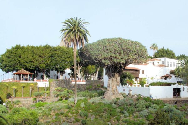 Dřeviny Draceana se dožívají stáří kolem 150 let