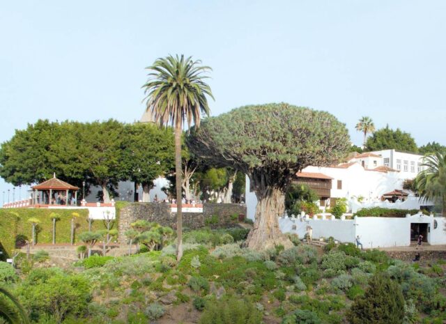 Dřeviny Draceana se dožívají stáří kolem 150 let