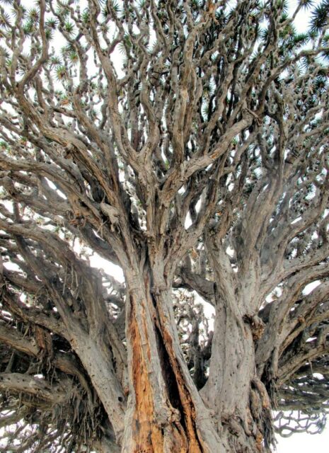 Detail dřeviny Dracaena draco