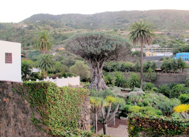 Draceana na Tenerife je považován za nejstarší rostlinu světa