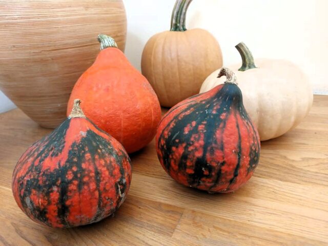 Dýně Hokkaido napadené virózou