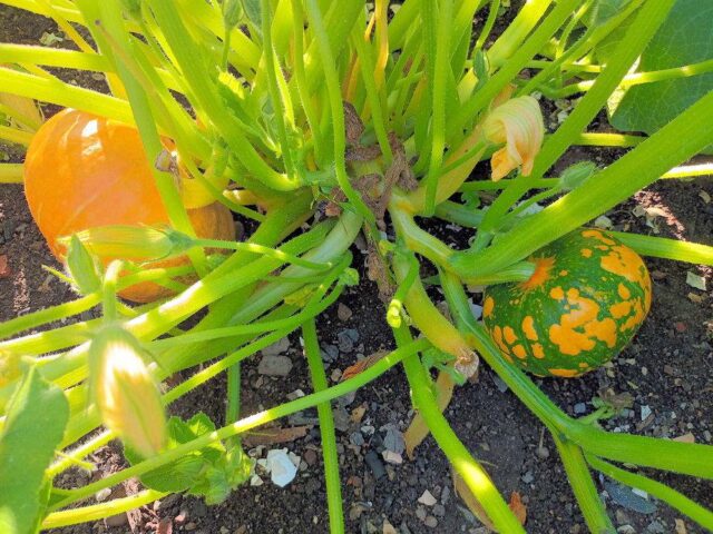 Tykve napadené virźou