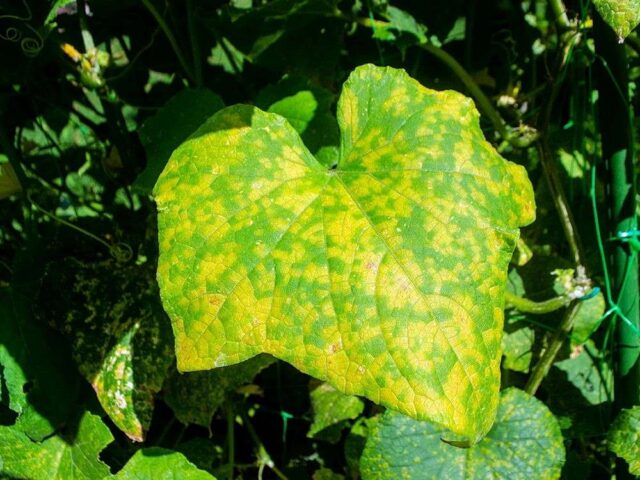 Virová nákaza na listech